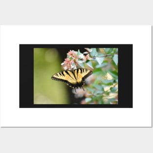 Yellow swallowtail Posters and Art